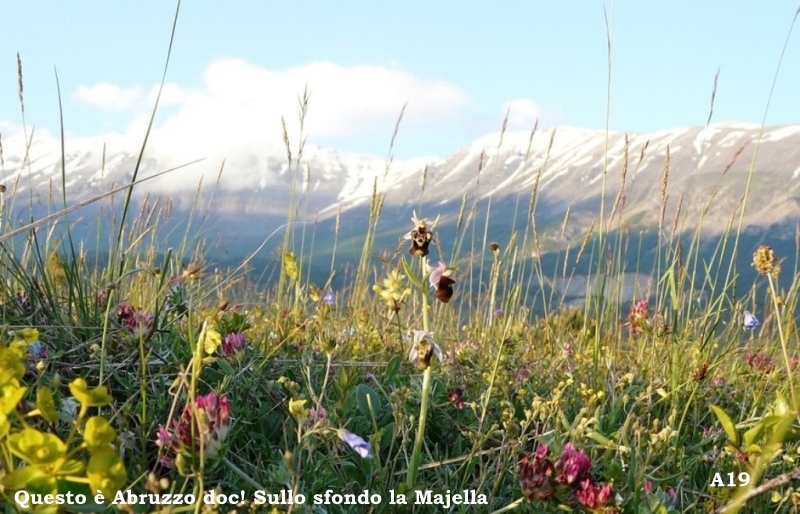 Ophrys dinarica (=Ophrys personata)  in Abruzzo